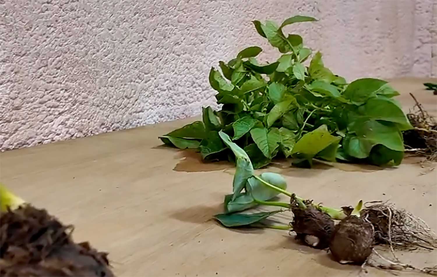 さつまいもの苗